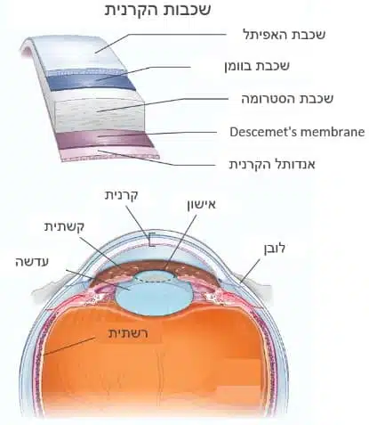 מבנה העין ושכבות הקרנית