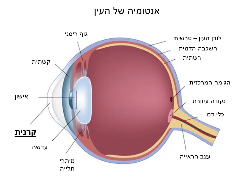 אנטומיה של העין והקרנית