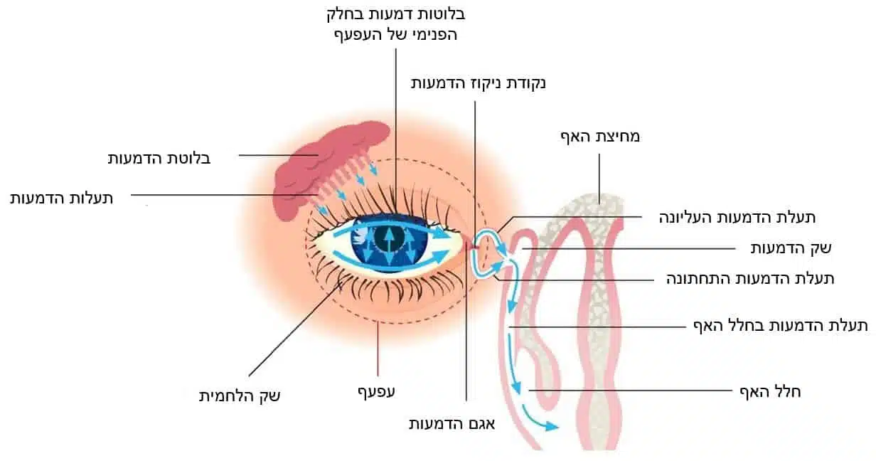 מערכת הדמעות - lacrimal system