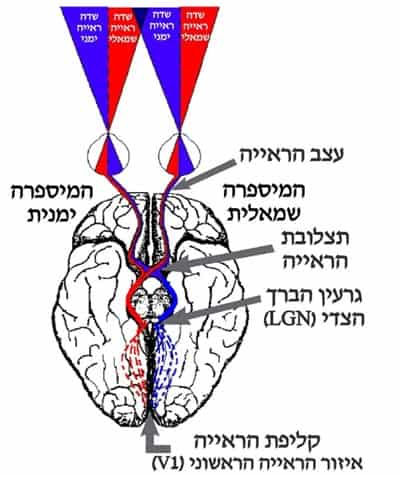 eye test - brain structure